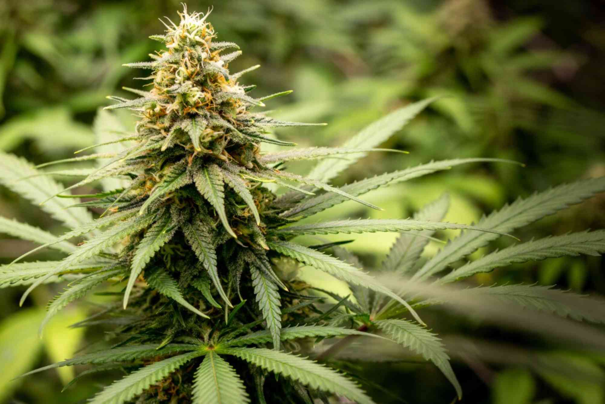 Florida Law Where Can I Vape Medical Marijuanas